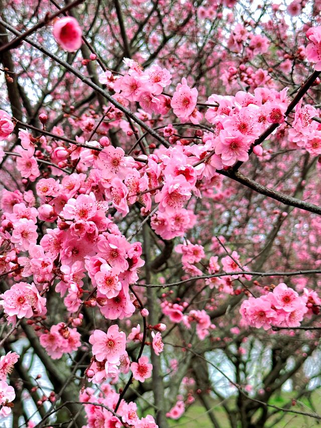 邂逅桃花盛宴︳瘦西湖全攻略感受春天嘅浪漫啦