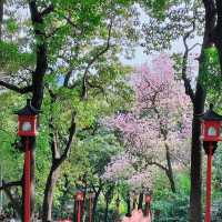 【越秀公園】木棉花開到燦爛‼️