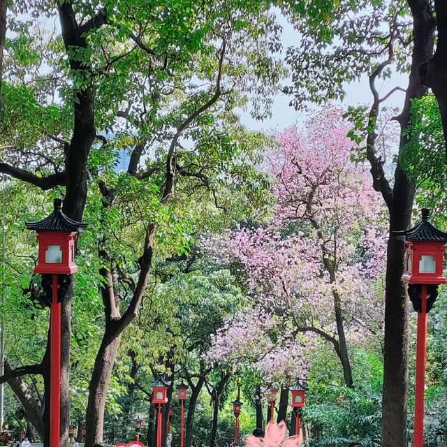 【越秀公園】木棉花開到燦爛‼️