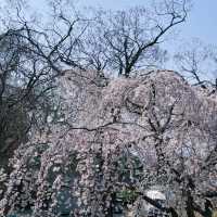 🌸日本福岡櫻花季--舞鶴公園🌸