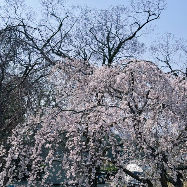 🌸日本福岡櫻花季--舞鶴公園🌸