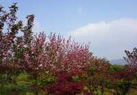 3-4月，適合短途小預算旅行的浙江3城