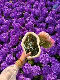 🌸珠海限定！城市客廳繡球花海來襲  