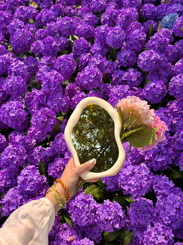 🌸珠海限定！城市客廳繡球花海來襲  