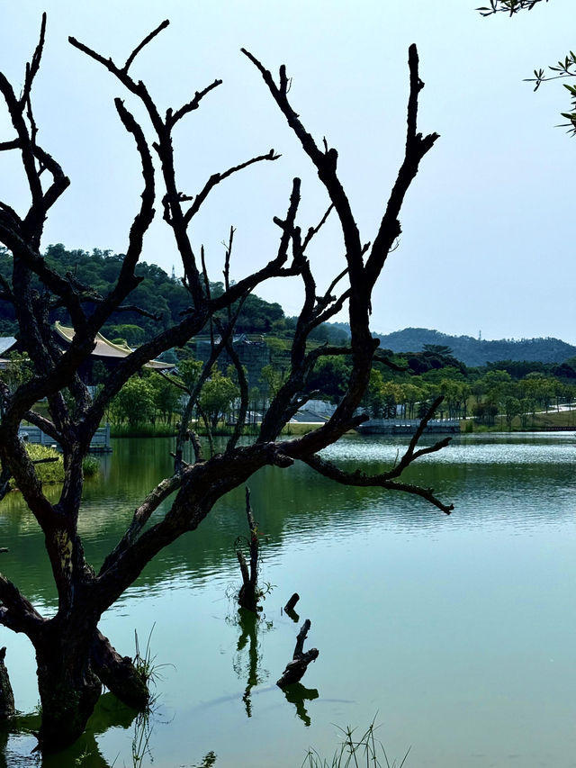 中山金鐘湖公園:邂逅自然之美  中山金鐘湖公園:邂逅自然之美