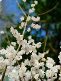WestLake Plum Blossom CityWalk