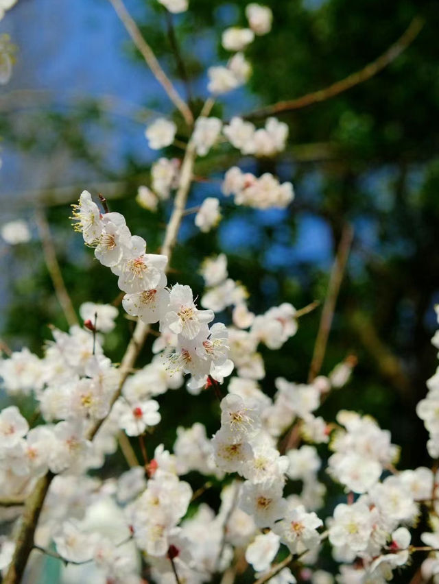 WestLake Plum Blossom CityWalk