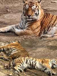 長春動植物園·西游記主題公園