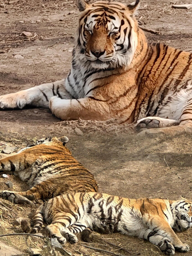 長春動植物園·西游記主題公園
