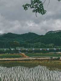 森林氧吧，佛山高明皂幕山治癒了我的精神內耗