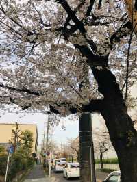 花見名古屋：千年古城的櫻花物語