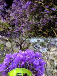 昆明五一藍花楹賞花全攻略（精簡乾貨版）