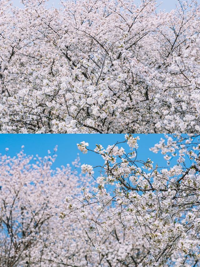 來一場春日櫻花之約——武漢東湖櫻花園