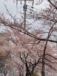 🌸首爾城北川 | 邂逅絕美櫻花盛宴