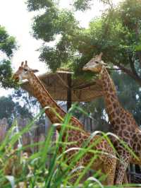 Zoo Walk | 唔好錯過雲南野生動物園嘅春天