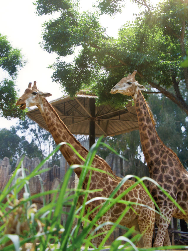 Zoo Walk | 唔好錯過雲南野生動物園嘅春天