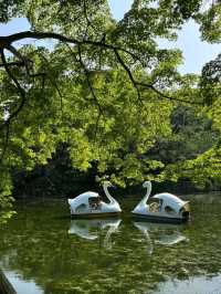 東京吉祥寺交通攻略｜邂逅宮崎駿筆下的初夏浪漫