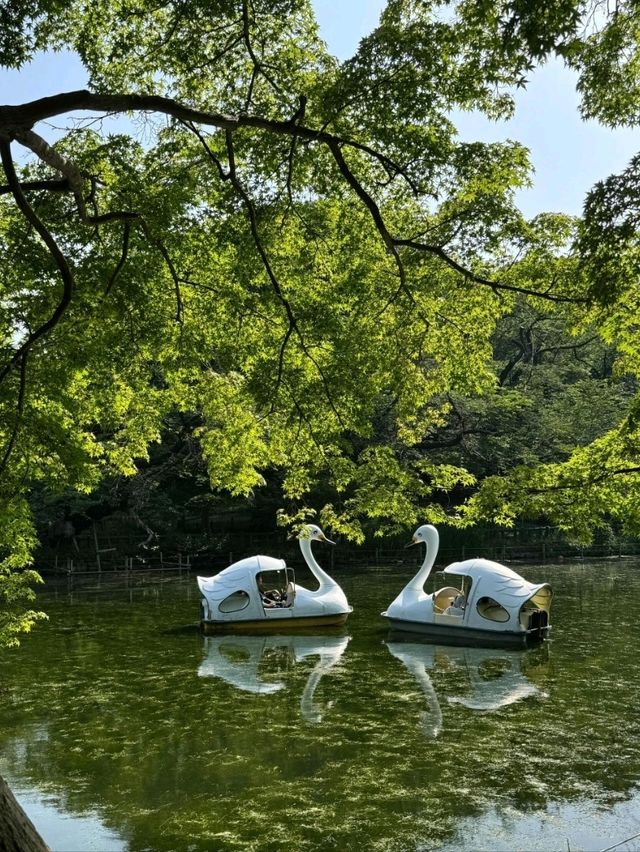 東京吉祥寺交通攻略｜邂逅宮崎駿筆下的初夏浪漫