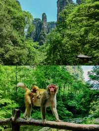 仙境張家界，奇峰三千醉天下