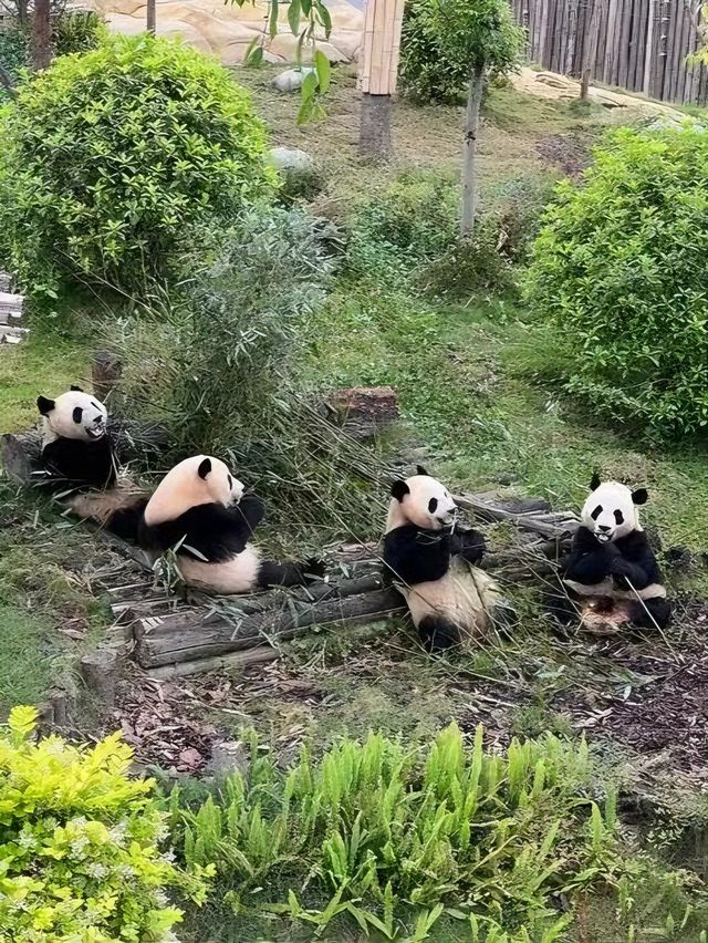 成都旅遊必備攻略（超全）