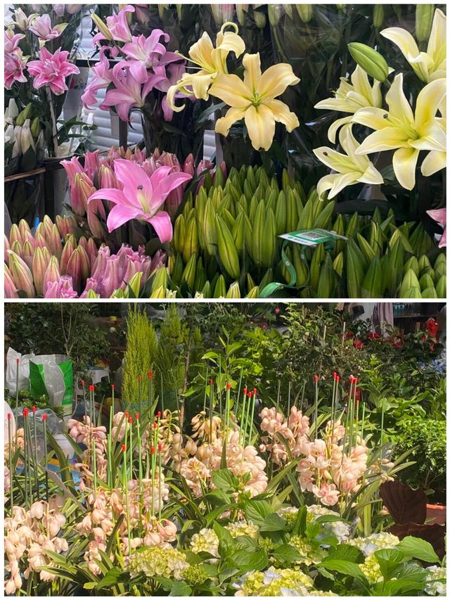 雲南鮮花市場花海裡走走全身心舒爽真美好