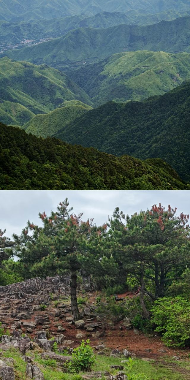 臨安千畝田，美到窒息的徒步寶藏地！
