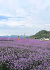闖入普羅旺斯的紫色夢境～石門花海