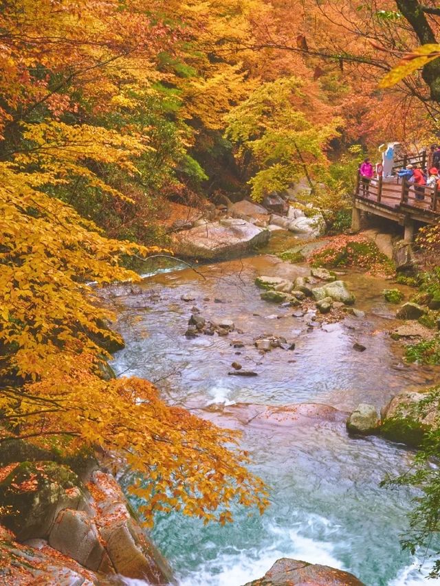 國慶後錯峰遊一定帶父母來看光霧山紅葉