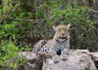 Incredible Safari and St Judes Experience