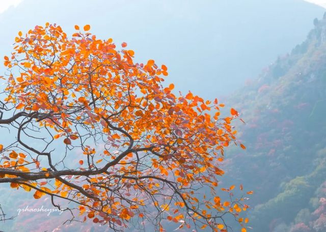 探秘臨朐絕美紅葉山莊