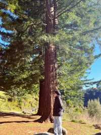 🌳 Blue Spring Entrance: A Cathedral of Giant Redwoods! 🌲