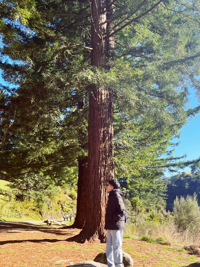 🌳 Blue Spring Entrance: A Cathedral of Giant Redwoods! 🌲