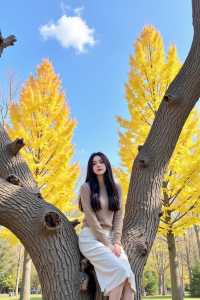 還在找秋天最美拍攝地？這片胡楊林太絕了！