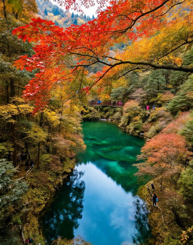 秋日賞楓絕佳秘境|10月中旬至11月中旬是賞秋黃金期
