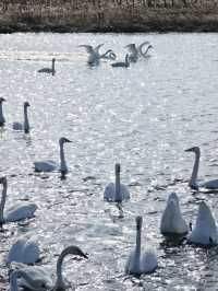 威海免費浪漫！煙墩角天鵝湖全攻略（附雪後封神機位+