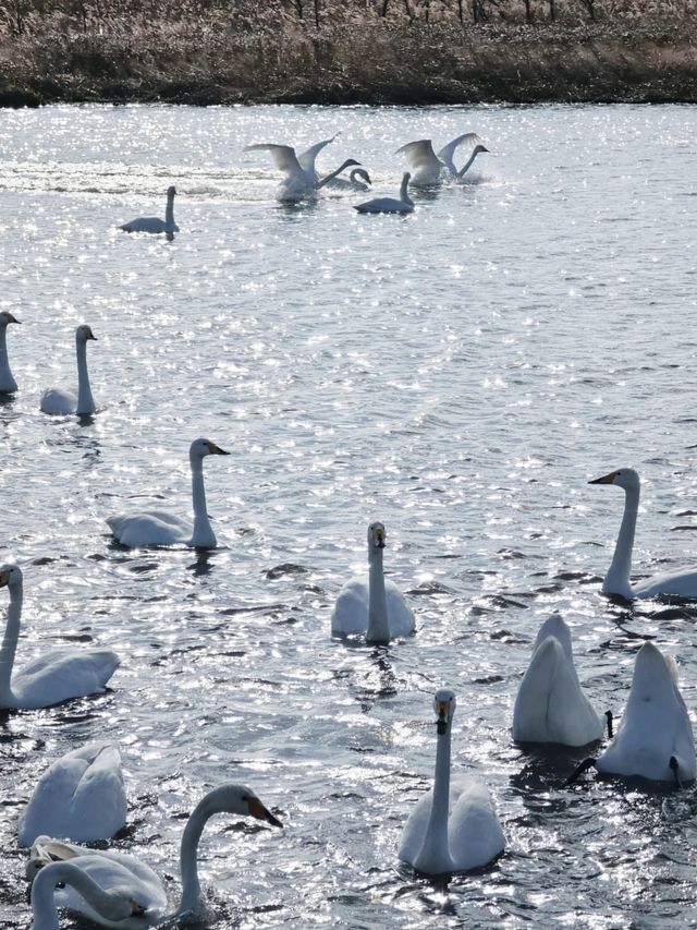 威海免費浪漫！煙墩角天鵝湖全攻略（附雪後封神機位+