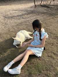 現實版神奇動物在哪裡袋鼠王國超全攻略