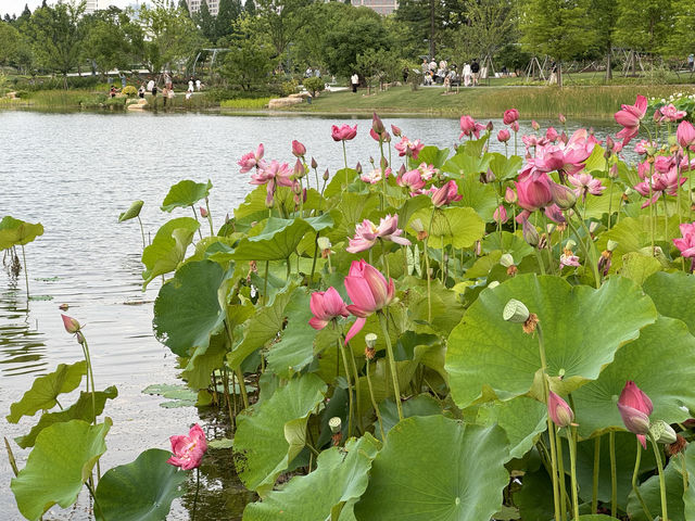 上海日落打卡天花板