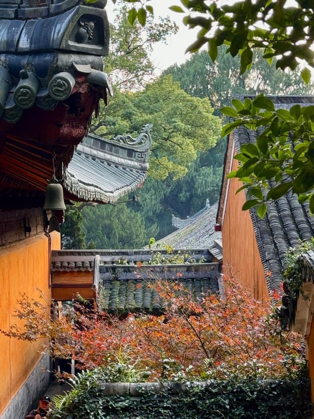 天台山秋色太絕了！這個11月必打卡的寶藏地