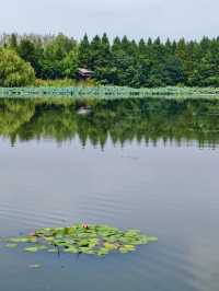 泰州溱湖濕地公園,真實體驗及攻略解析