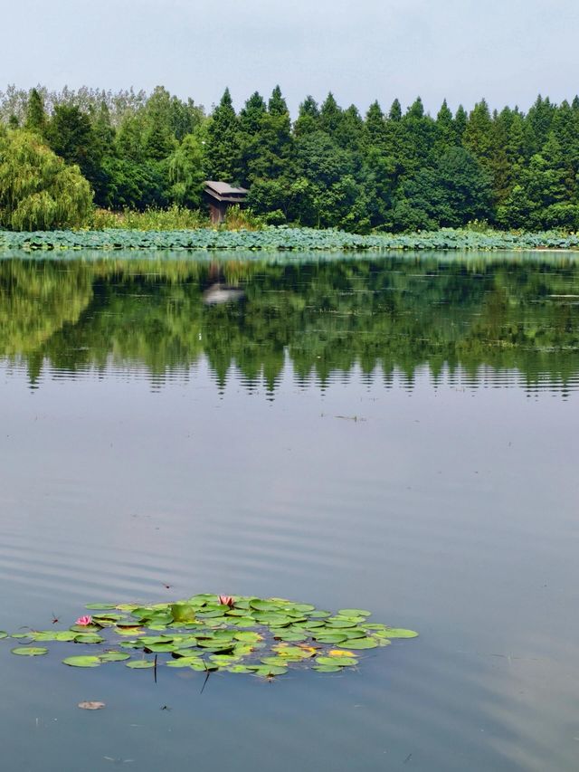 泰州溱湖濕地公園,真實體驗及攻略解析 泰州溱湖濕地公園,真實體驗及攻略解析