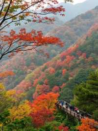 絕美秋色預警!崆峒山紅葉秘境全攻略