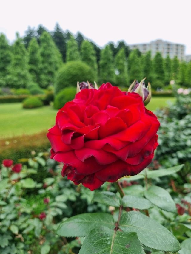 🌸☀️ Shinjuku Gyoen — โอเอซิสกลางโตเกียวในเดือนพฤษ 🌸☀️ Shinjuku Gyoen — โอเอซิสกลางโตเกียวในเดือนพฤษ