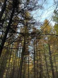 內蒙古蘇木山,墜入北境金色油畫