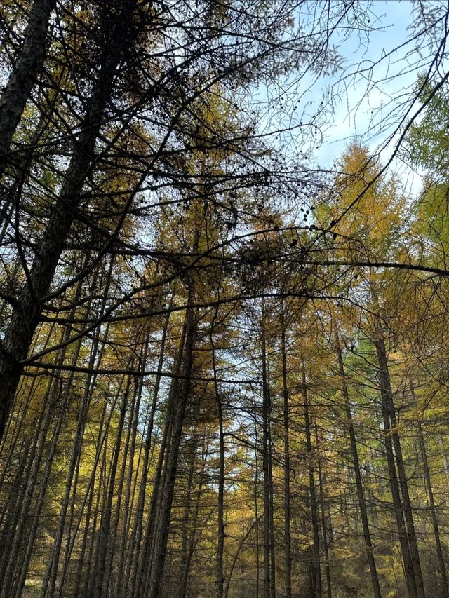 內蒙古蘇木山,墜入北境金色油畫 內蒙古蘇木山,墜入北境金色油畫