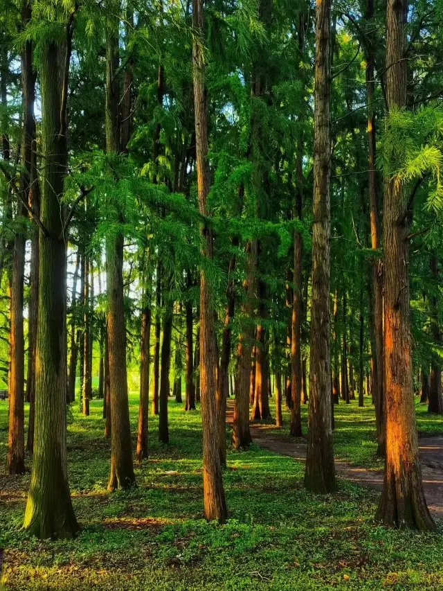 ยินดีต้อนรับสู่สวนป่ากงชิงเซี่ยงไฮ้