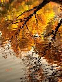 雲南秋天必去的小眾秘境沙溪古鎮美到窒息