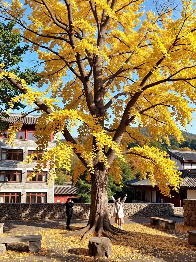 @閨密,呢個週末,我哋一齊去東爐村偷「小燈籠」啦! @閨密,呢個週末,我哋一齊去東爐村偷「小燈籠」啦!