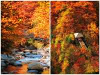 亞洲最漫長紅葉走廊｜2025終極賞秋攻略