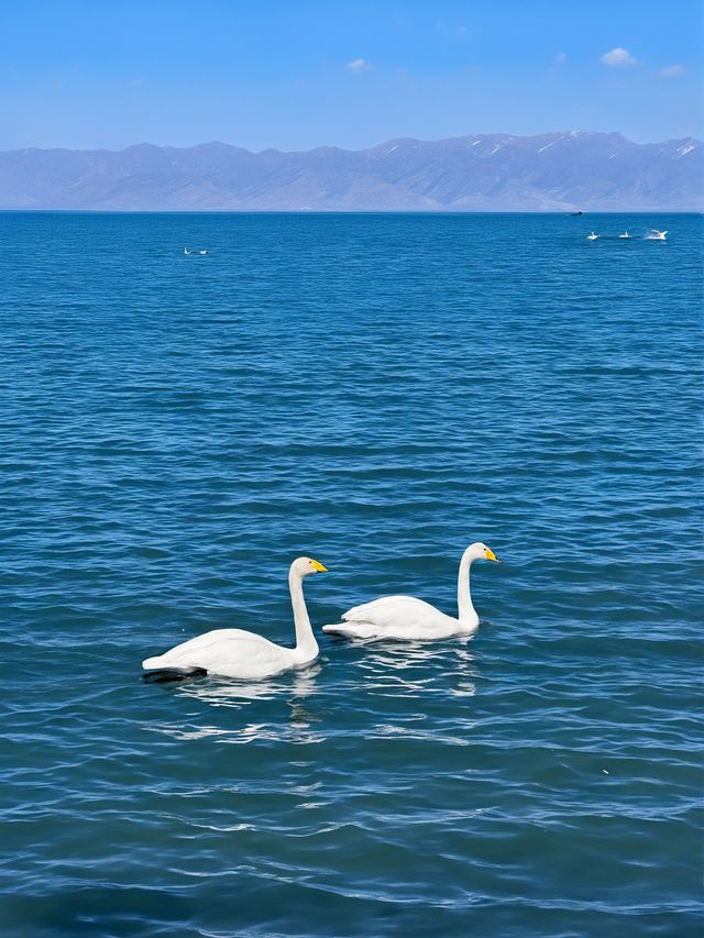 秋日包車遊伊犁一路美景太治癒 秋日包車遊伊犁一路美景太治癒